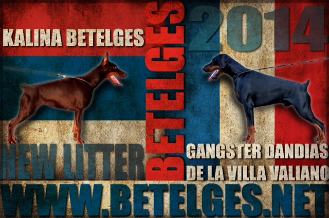 Litter G: Gangster-Dandias de La Villa Valiano - Kalina Betelges