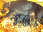 on November 8th, 2014 born litter.

there is:

3 black males
6 black females
2 brown males
2 brown females