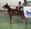 ALANIS BETELGES (15 months) IN IZRAEL got first CAC with age 15 months and few days