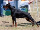 Chila Betelges on Serbian Winer show (10 months old)
