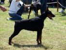 Chila Betelges on Serbian Winer show (10 months old)