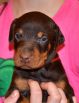 26 days old brown female puppy out of Sant Kreal Zeus & Jennifer Betelges