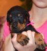 26 days old black female puppy out of Sant Kreal Zeus & Jennifer Betelges