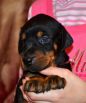 26 days old black female puppy out of Sant Kreal Zeus & Jennifer Betelges