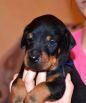 26 days old black male puppy out of Sant Kreal Zeus & Jennifer Betelges