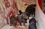 25 DAYS OLD PUPS FROM EFES ETO GINGA HOUSE AND HARMONIE BETELGES