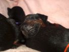 2 weeks old pups from Obi and kalina