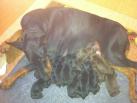 Puppies just few hours old
