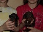 17 days  old puppies from Toscano del Diamante Nero - Zora Betelges