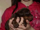 17 days  old puppies from Toscano del Diamante Nero - Zora Betelges