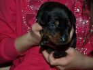 14 days old puppies from Gangster-Dandias de La Villa Valiano & Kalina Betelges