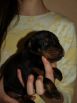 14 days old puppies from Gangster-Dandias de La Villa Valiano & Kalina Betelges