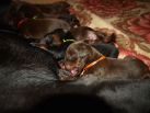 10 days old pups from Pride of Russia Taymir and Harmonie Betelges