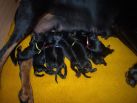 1 day old our R litter from Jork del Nasi and Freya Betelges. 5 males and 4 females