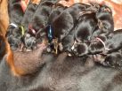 On August 10th 2014 born litter. 7 black males & 3 black females