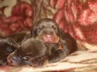 PUPPIES FROM ZEUS & JENIFER AT AGE 3 DAYS OLD