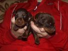 brown females from Zeus & Jenifer at age 11 days