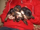 black males from Zeus & Jenifer at age 11 days