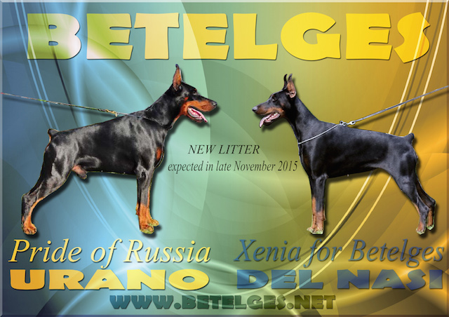 Litter U: Pride of Russia Urano - Xenia for Betelges del Nasi