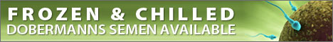 /article/frozen--chilled-dobermanns-semen-available.html