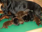 M-litter Betelges (Zedor del Nasi-Night Betelges) all puppies