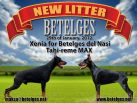 Betelges s litter (Tahi Reme Max & Xenia for Betelges del Nasi)