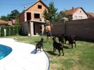 Hot day in serbia
