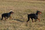 Walking with pups (Becca Betelges & Choco Cruise Betelges)