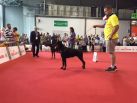 picking for black and brown for best junior female - WORLD DOG SHOW ITALIA 2015