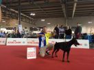 WORLD JUNIOR WINNER - ESMIR BETELGES - WORLD DOG SHOW ITALIA 2015
