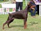 May 22nd on Speciality Show - Dobermann Cup Car Konstantin ,